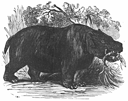 THE HIPPOPOTAMUS.