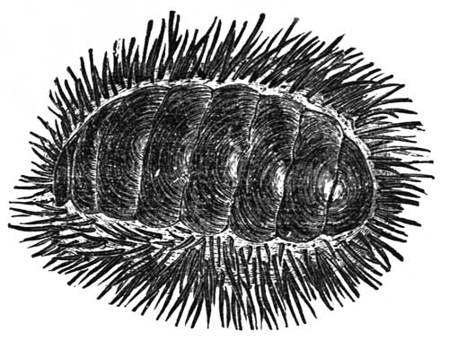 SPINY CHITON.