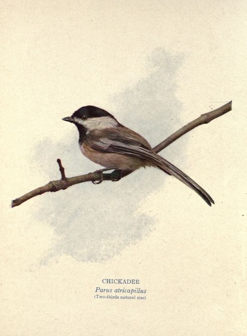 Chickadee