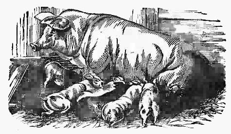 Sow with piglets