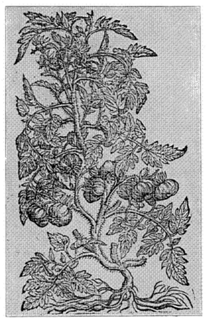 FIG. 9—ONE OF THE FIRST ILLUSTRATIONS OF THE TOMATO Poma amoris, (Pomum aureum), (Lycopersicum), 1581