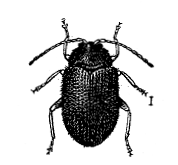 FIG. 36—FLEA-BEETLE