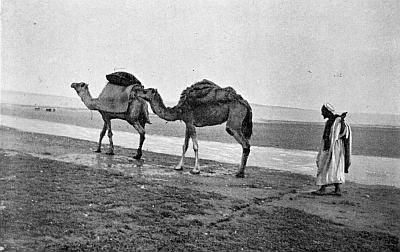 SHIPS OF THE DESERT WE PASS ON THE MARCH.