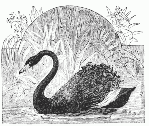 black swan