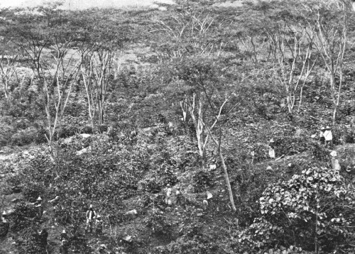 Coffee Estate in Antioquia, Colombia, Showing Wind-Breaks