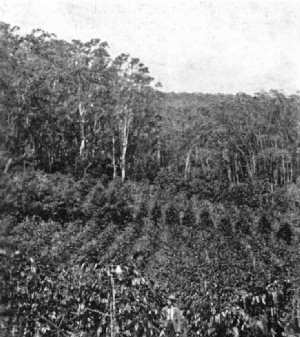 Coffee Growing Under Shade, Hamakua, H.I.