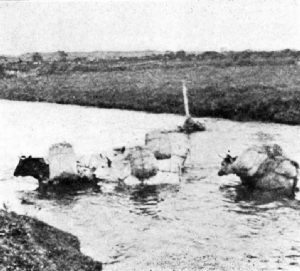 Coffee-Laden Oxen Fording Stream, Colombia