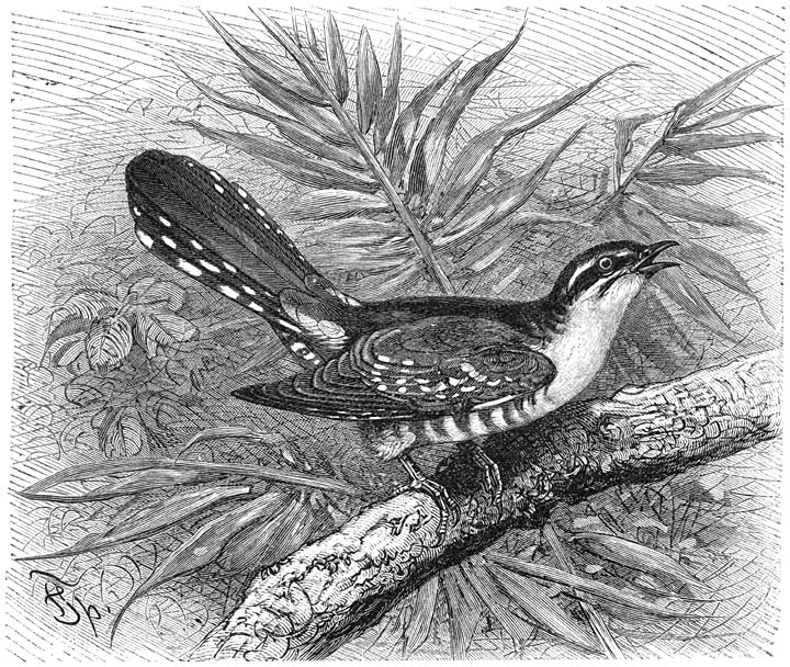 Goudkoekoek (Chrysococcyx cupreus). ⅘ v. d. ware grootte.