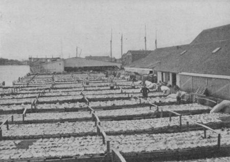 Fig. 21.—Drying Codfish.