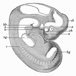 Human embryo of the middle of the fifth week, one-third of an inch long.