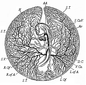 Vitelline vessels in the germinative area of a chick-embryo, at the close of the third day of incubation.