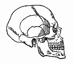 Human skull.