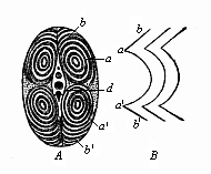 Transverse section of a fish’s tail (from the tunny).